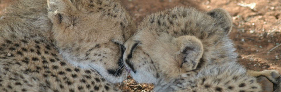 Field Research en Onderzoekstage, Greater Kruger Area, Zuid-Afrika