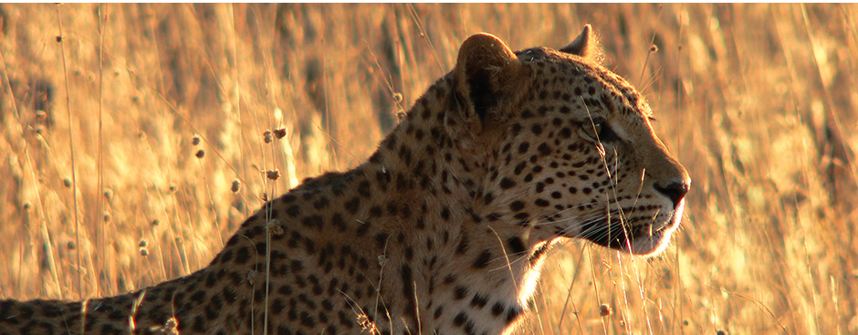 Lilongwe wildlife trust project, Malawi