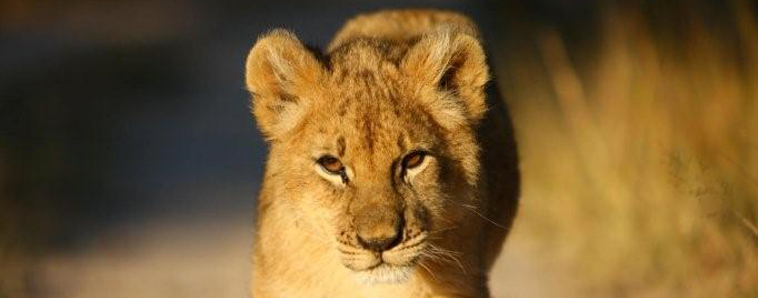 Wild Vets project, Zuid-Afrika, 2026