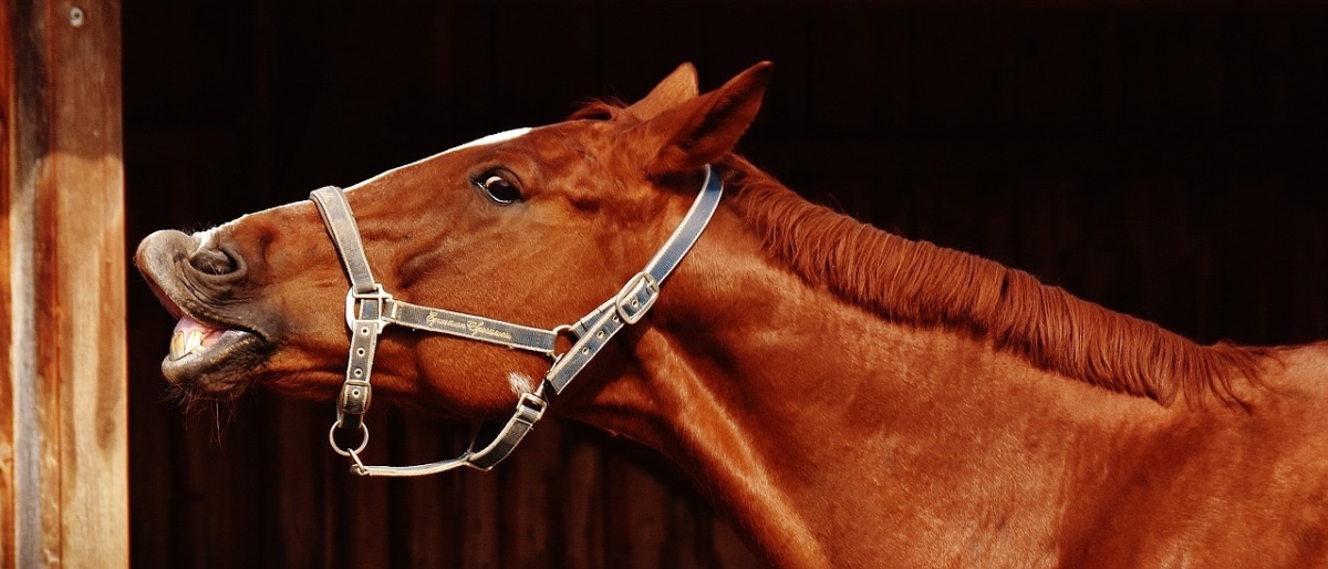 Kaapsehoop paardenproject, Zuid-Afrika