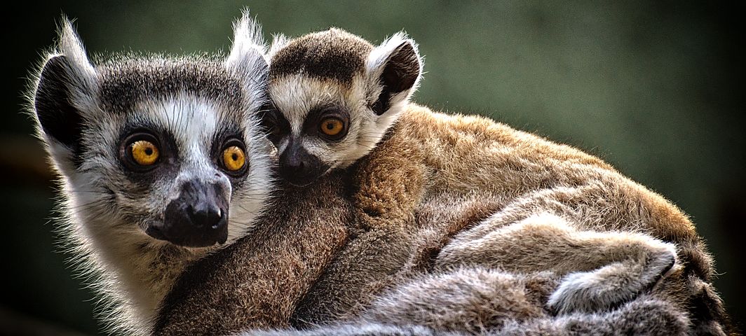 Forest Conservation project, Madagaskar