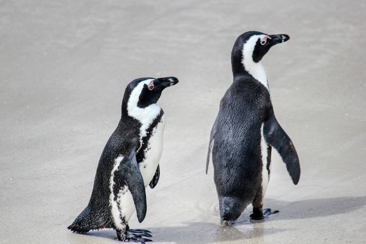 Pinguïns & Zeevogels rescue project, Zuid-Afrika