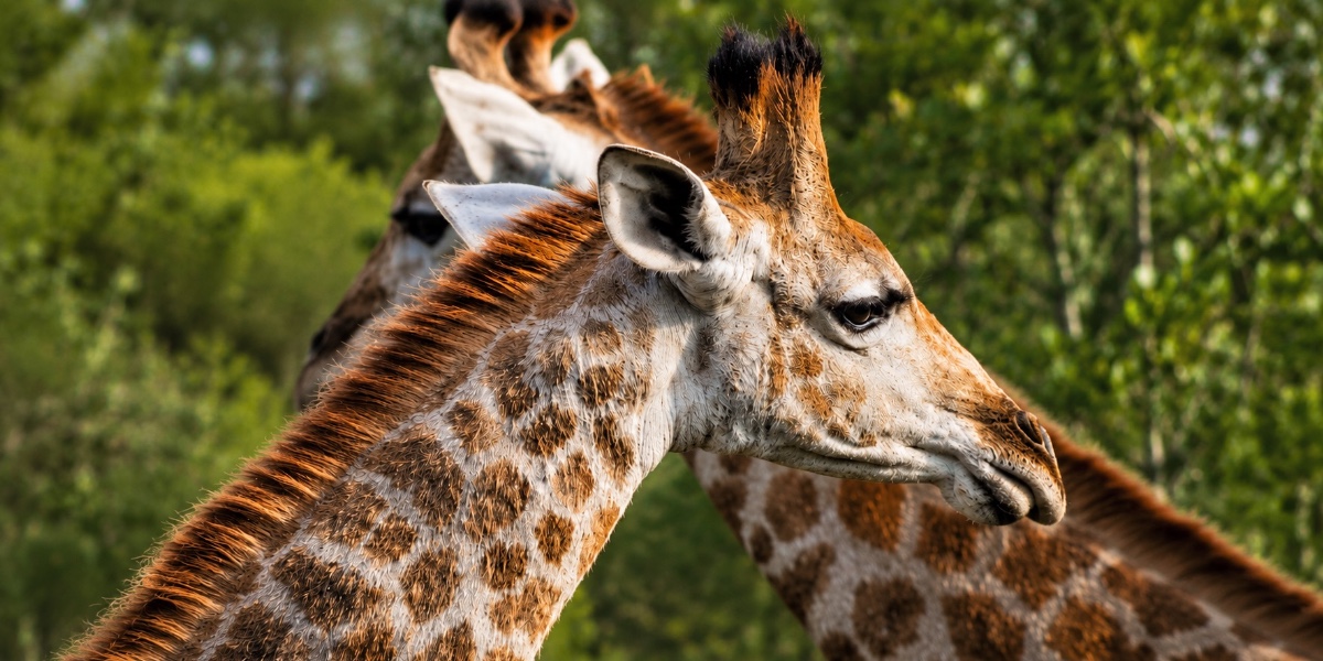 Kruger & Volunteering Adventure Expeditie