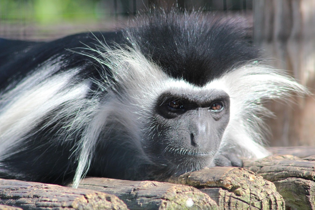 Colobus Monkey Conservation project, Kenia